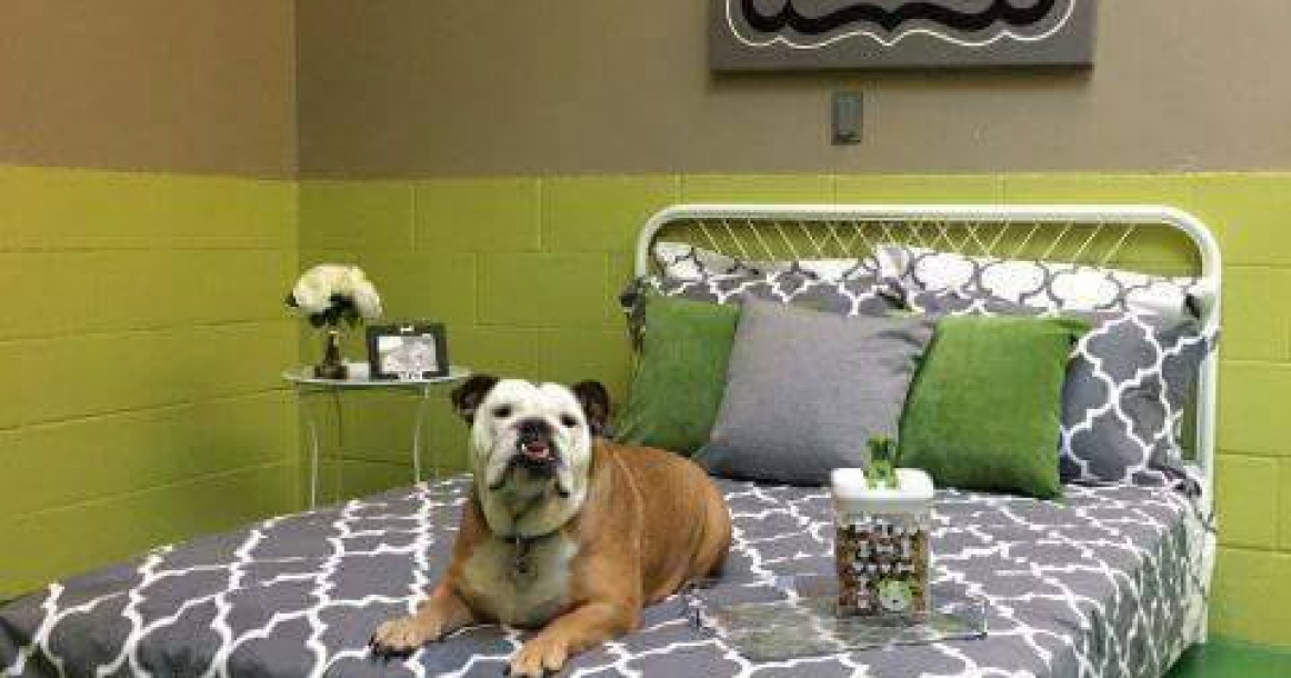 فندق للكلاب في دبي