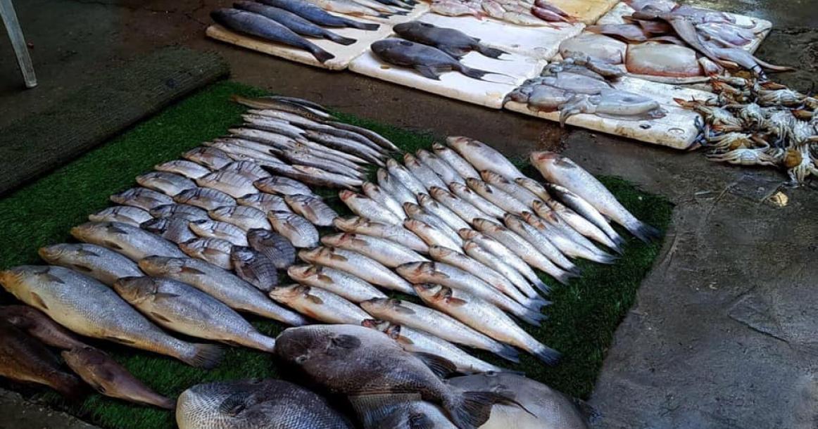 أسواق السمك في قطاع غزة