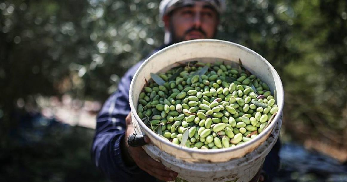 موسم قطف الزيتون في قطاع غزة