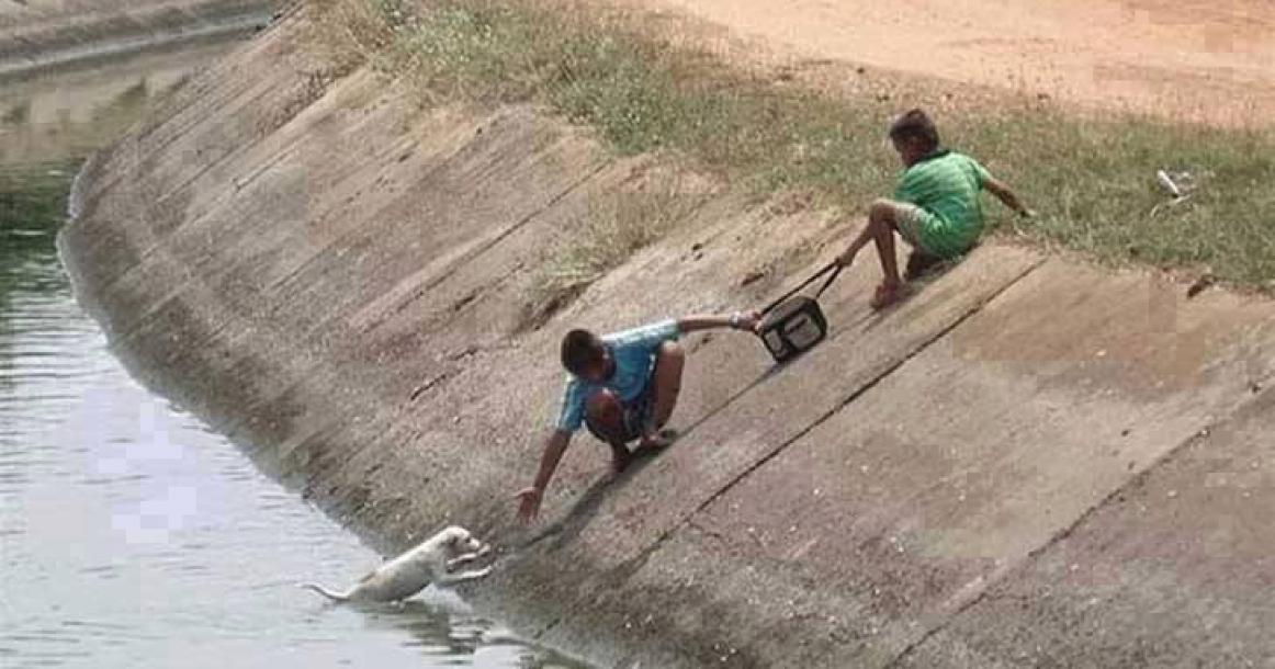 الرفق بالحيوان