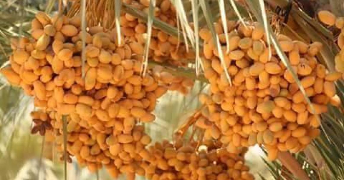 ثمار البلح من مزارع مدينة أريحا