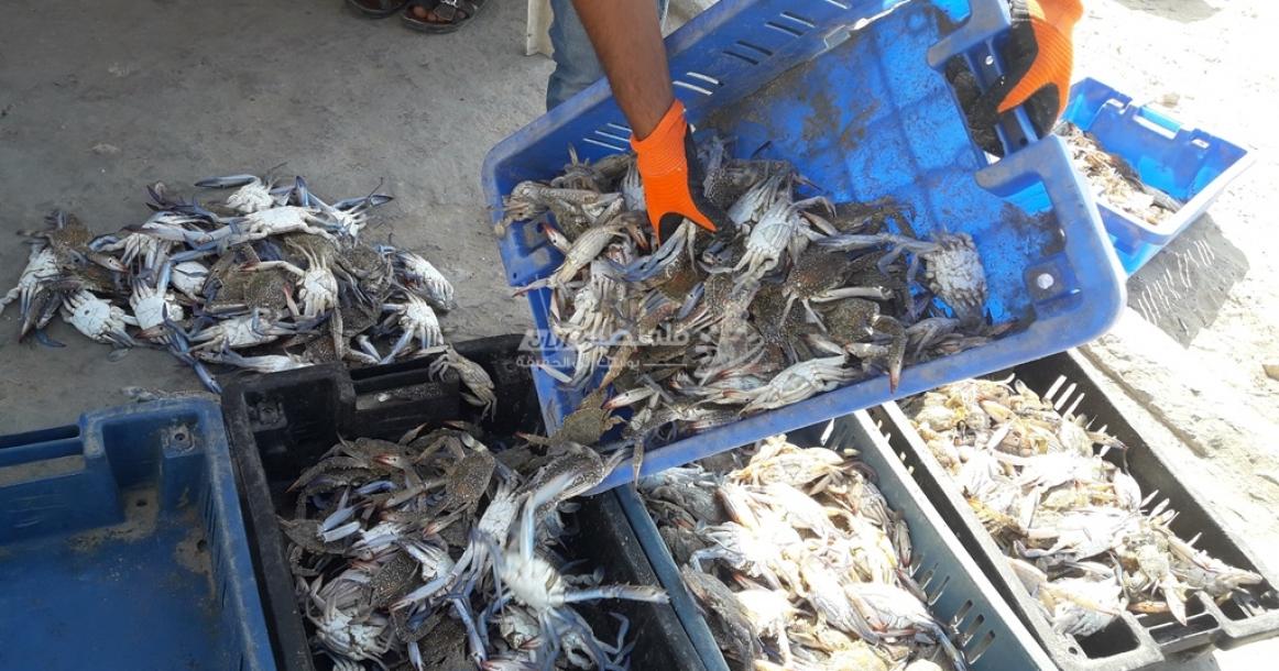 بدء موسم الجلبمات في قطاع غزة