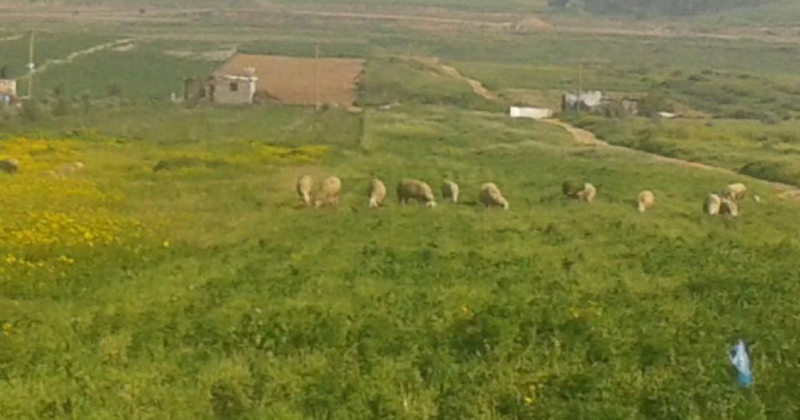 جمال الطبيعة بمنطقة جحر الديك المدمرة شرق غزة