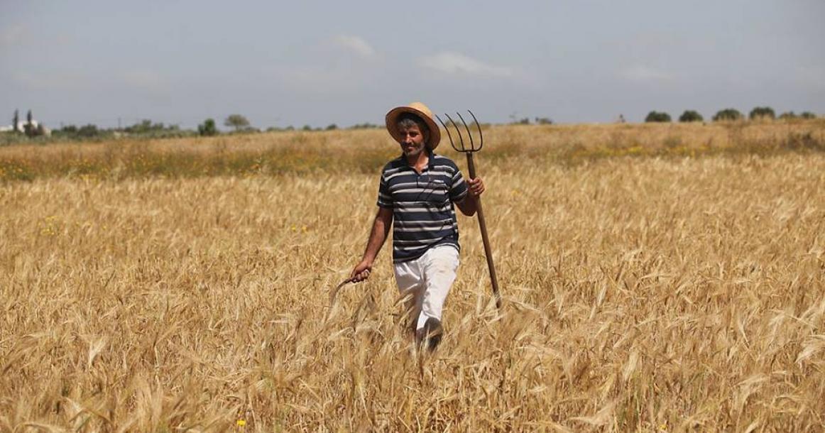 موسم حصاد القمح في خانيونس