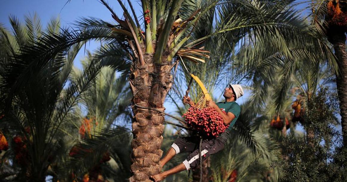 موسم حصاد البلح في غزة