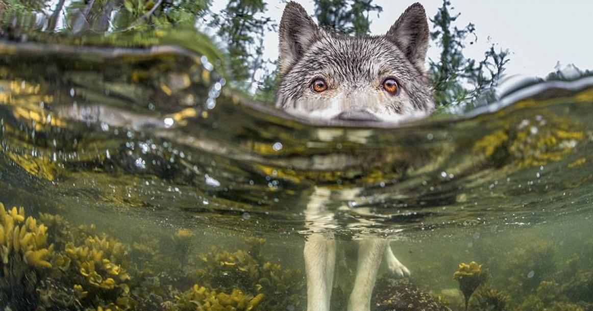 أجمل صور لعام 2015 من ناشيونال جيوغرافيك