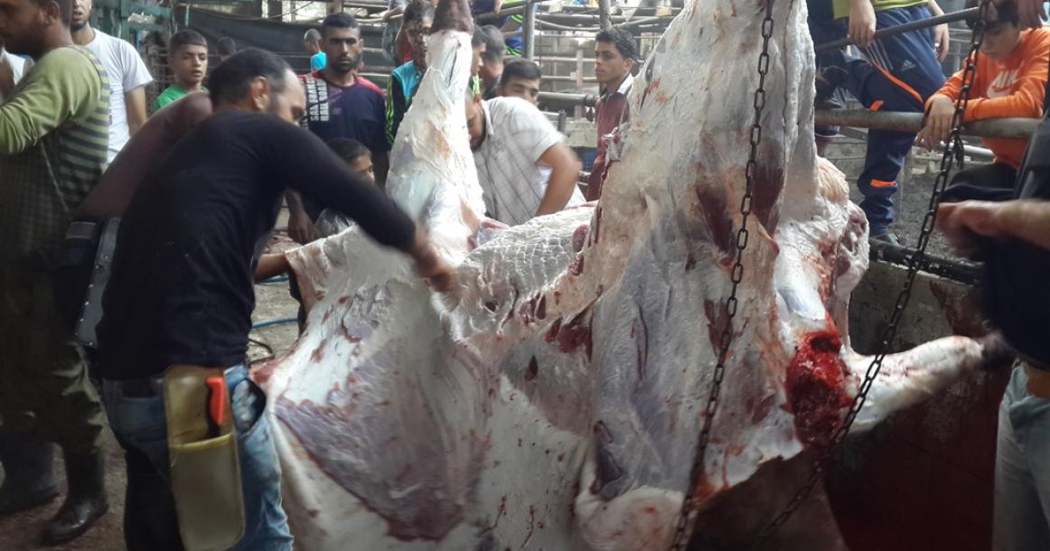 ذبح أضاحي العيد وسط القطاع