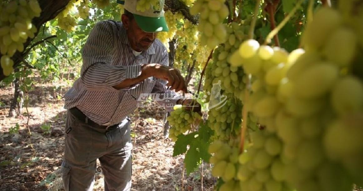 العنب " الحلواني" من أشهر أنواع العنب الذي يزرع في الخليل