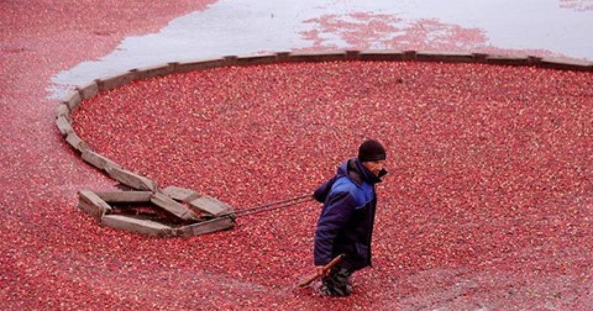 حصاد التوت البري في بيلاروسيا
