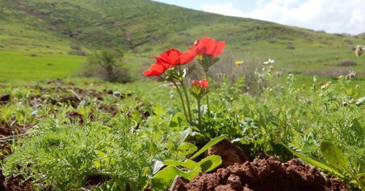 جمال الطبيعة في طوباس