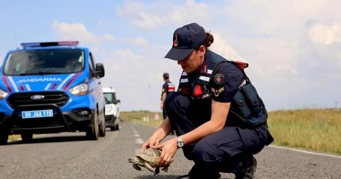 الشرطة التركية تسير دوريات لحماية السلاحف من خطر السيارات