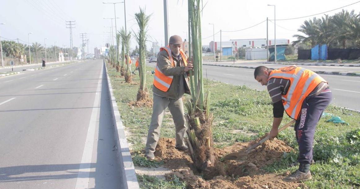 أشجار النخيل تُزين شارع صلاح الدين