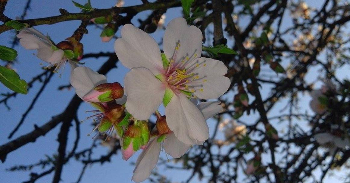 زهور الأشجار في خانيونس