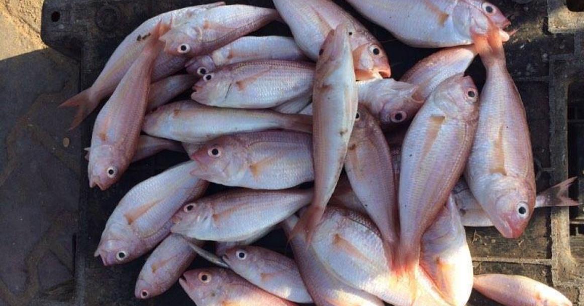 حسبة السمك في ميناء غزة