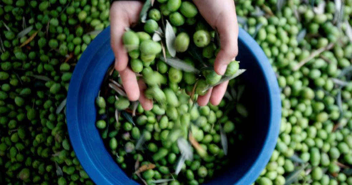 بدء موسم قطف الزيتون في مدينة غزة