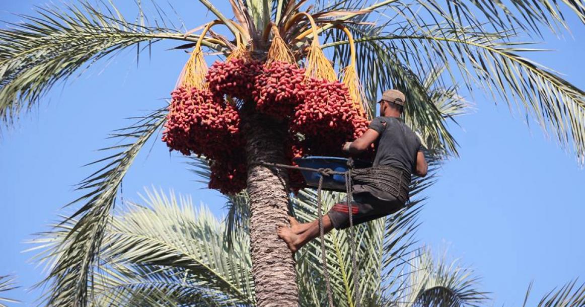 استمرار موسم البلح بمدينة دير البلح