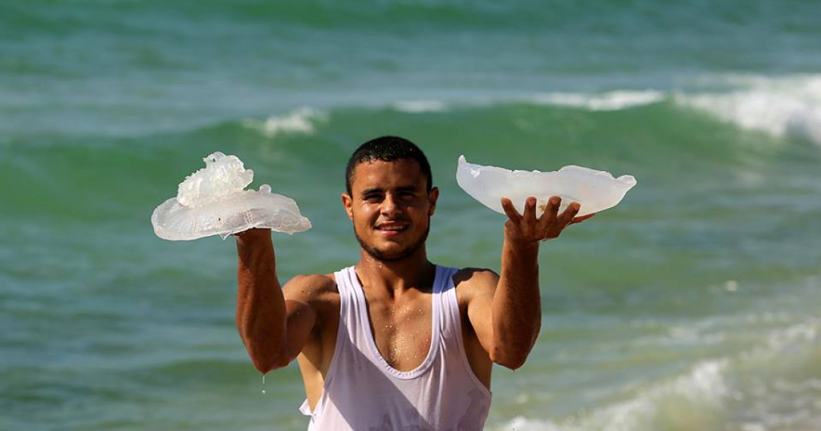 قناديل البحر تغزو شاطئ قطاع غزة