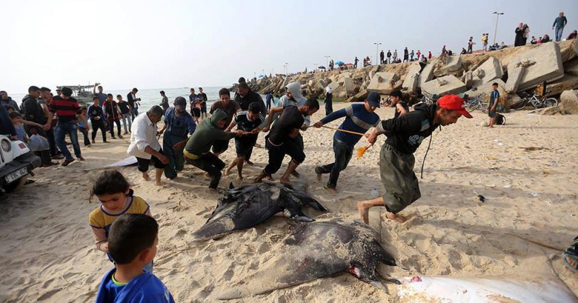 أسماك "الوطواط" في شباك صياديي غزة