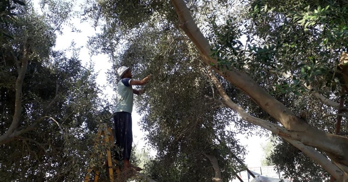 قطف الزيتون وسط قطاع غزة