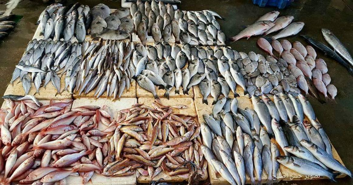 حسبة السمك بغزة صباح اليوم