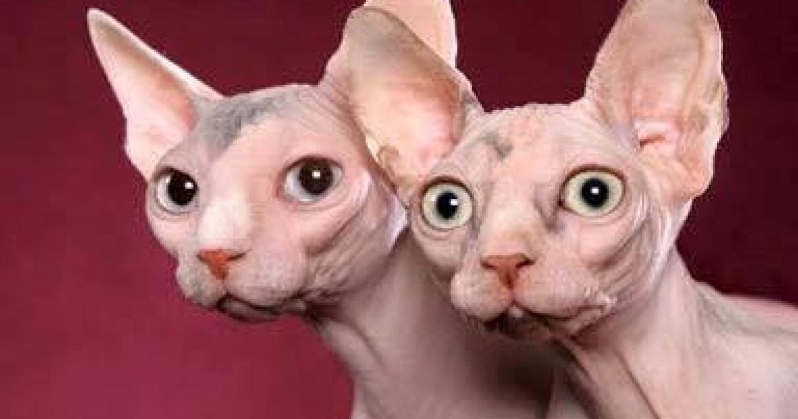 القط الفرعوني" هو قط يفتقر إلى الفراء على جلده ويتميز بالذكاء والفضول