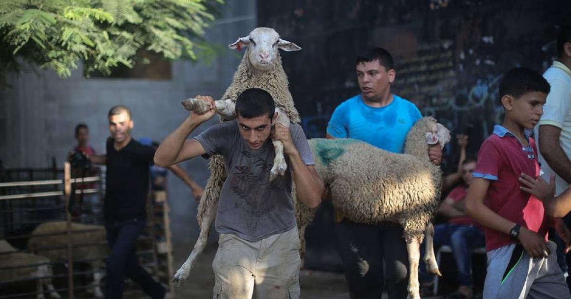الأضاحي في غزة