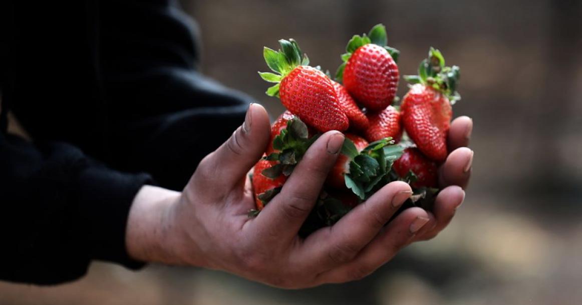 موسم قطف الفراولة بالضفة المحتلة