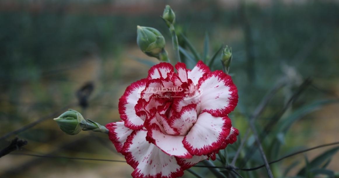 زراعة الورد في غزة