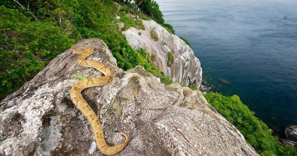 جزيرة الأفاعي بالبرازيل