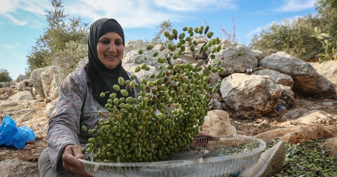 صور: موسم قطف الزيتون في رام الله