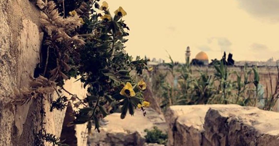 جمالية رائعة لمدينة القدس والمسجد الأقصى