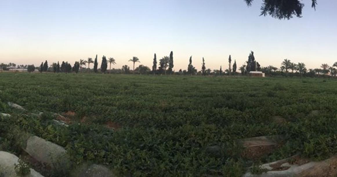 المزارع الشرقية لمخيم المغازي