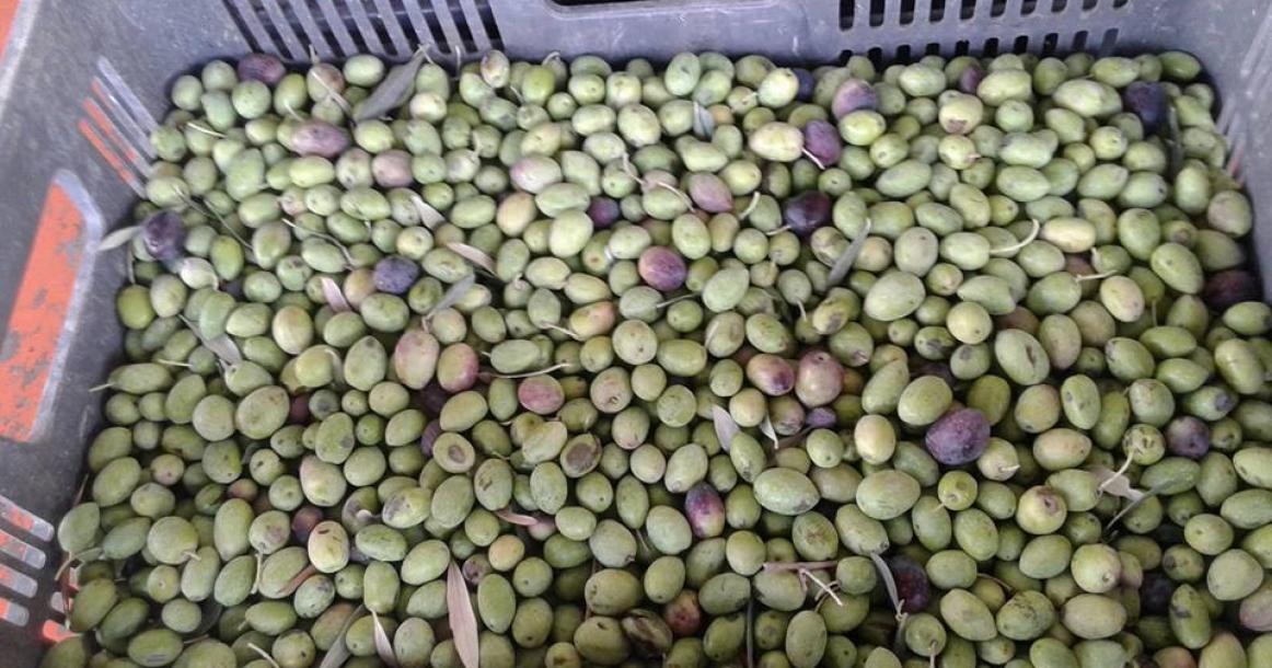 ‏صور‬: موسم عصر الزيتون قضاء طولكرم