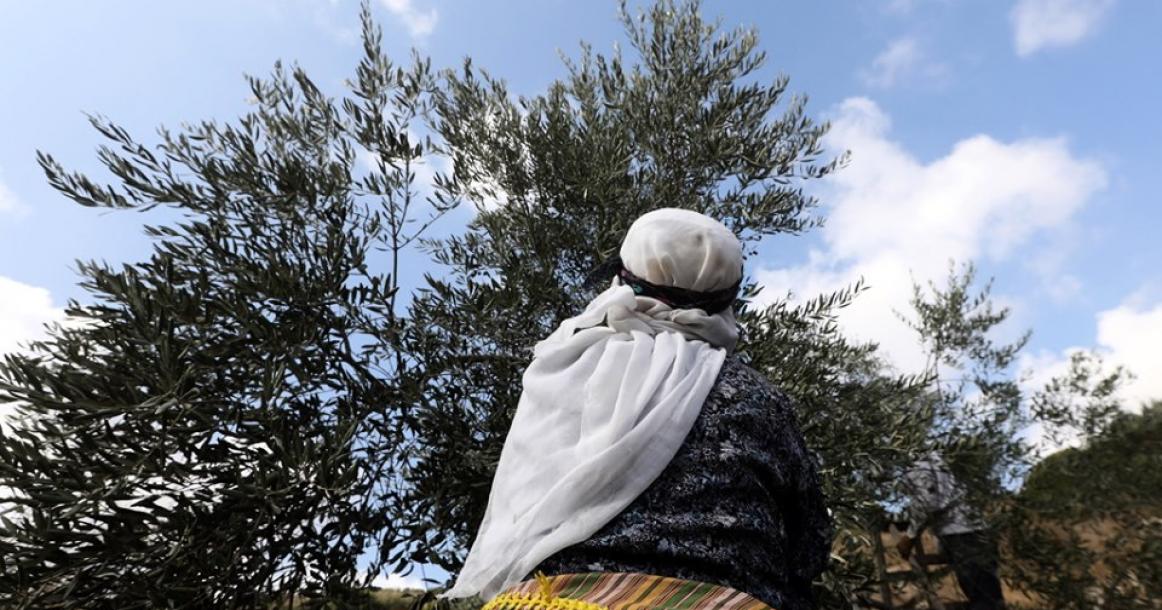 موسم قطف الزيتون في غزة