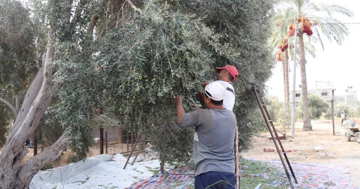 بدء موسم قطف الزيتون في قطاع غزة