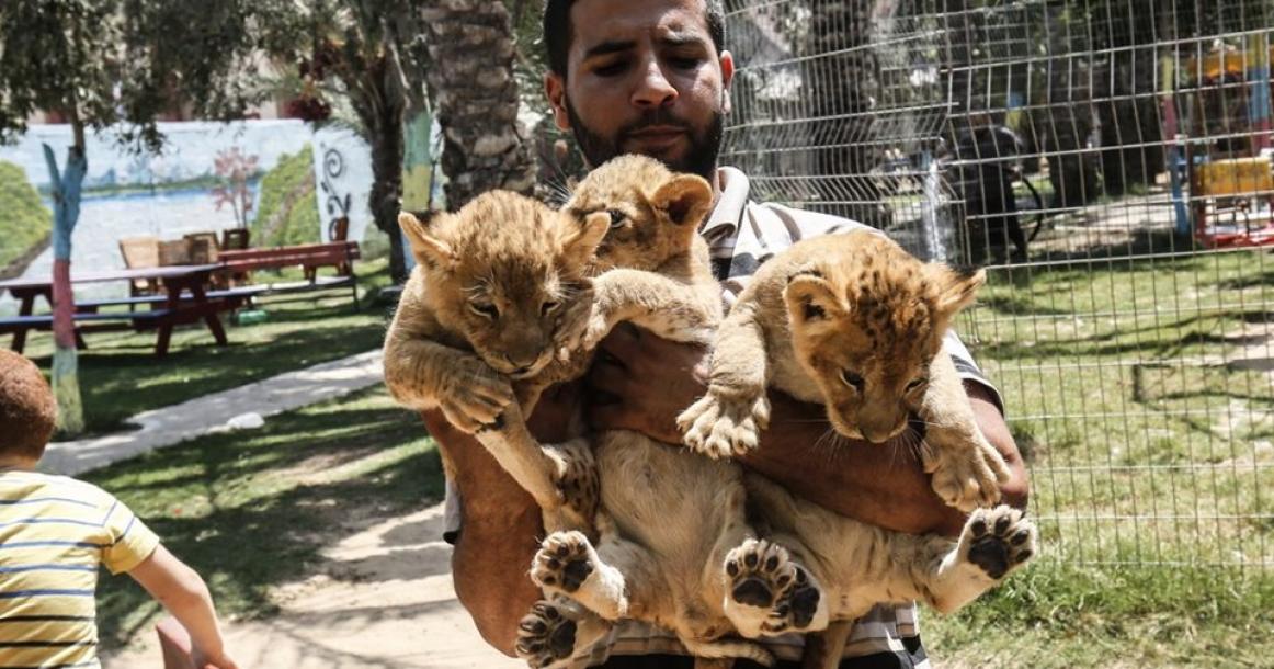 ولادة ثلاثة أشبال في حديقة الحيوانات برفح جنوب قطاع غزة