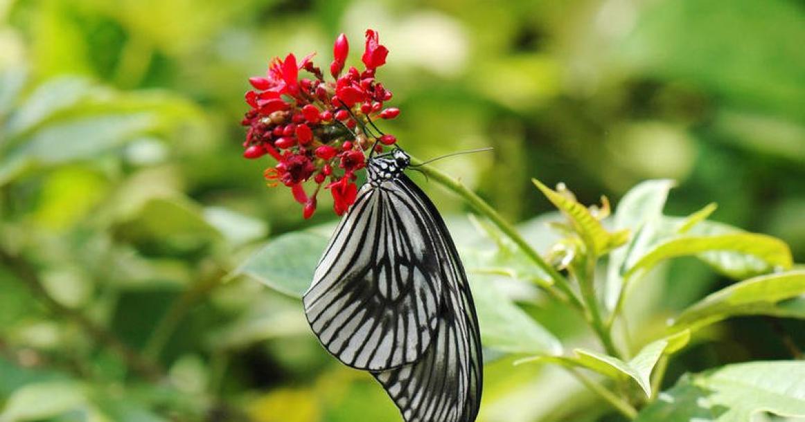 الأماكن السياحية في بالي للعوائل