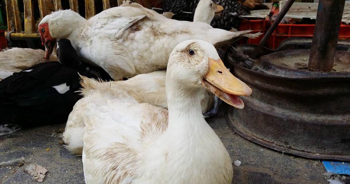 الطيور في سوق رفح الأسبوعي