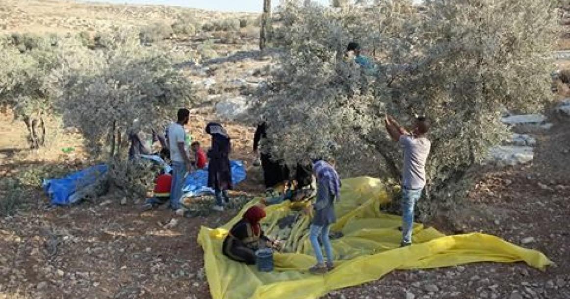 زيتون " التوانة " قرب يطا على خط النار