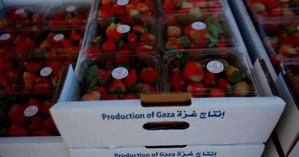 موسم قطف ثمار الفراولة في مدينة بيت لاهيا