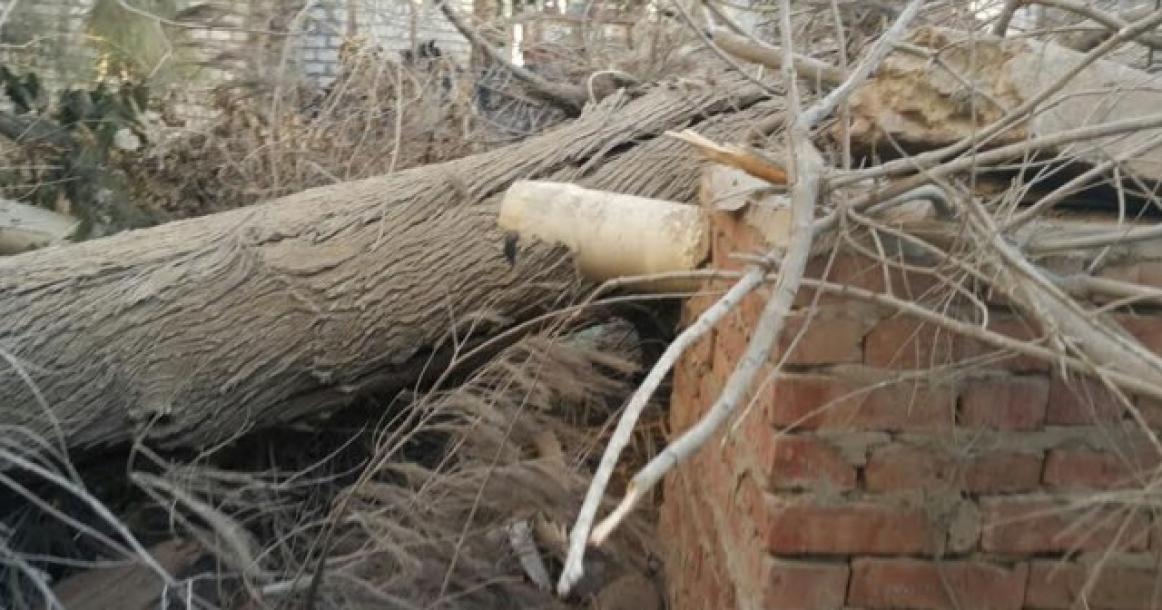 انهيار جزئي لبيت بمصر بعد سقوط شجرة كبيرة عليه