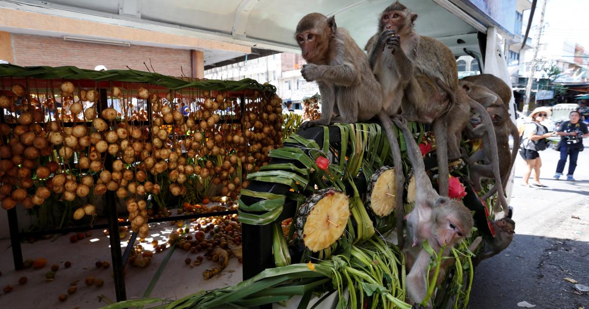 مهرجان "بوفيه القرود" في تايلاند