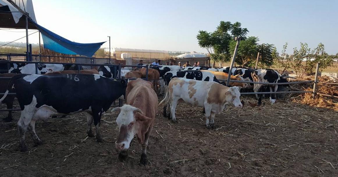 الأضاحي في غزة