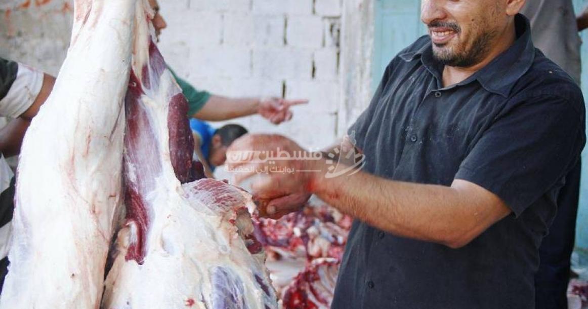 الأضاحي في مدينة رفح