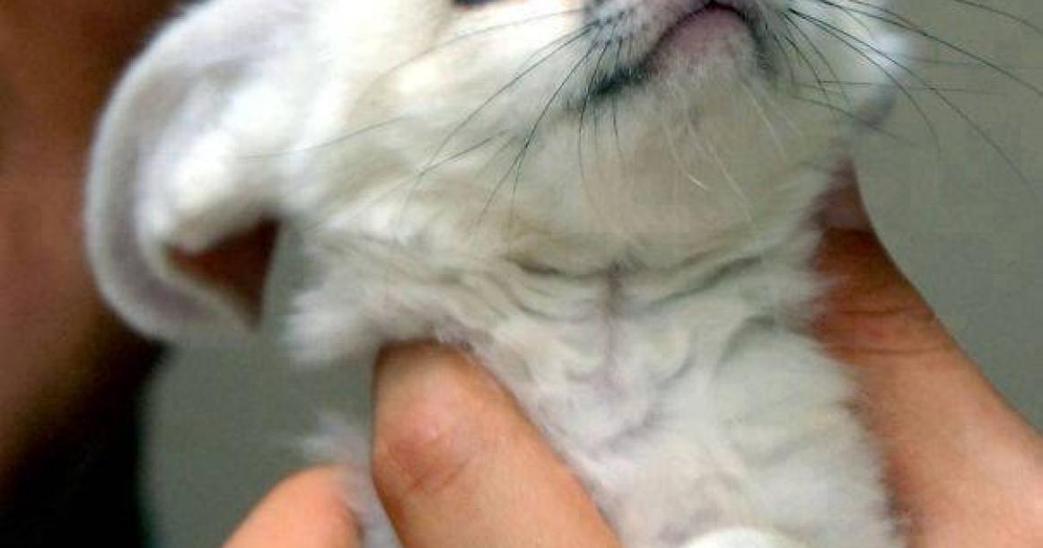 صور: لصغار الحيوانات