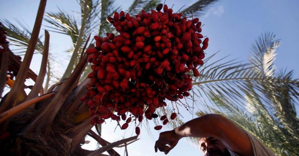 موسم البلح في المحافظة الوسطى