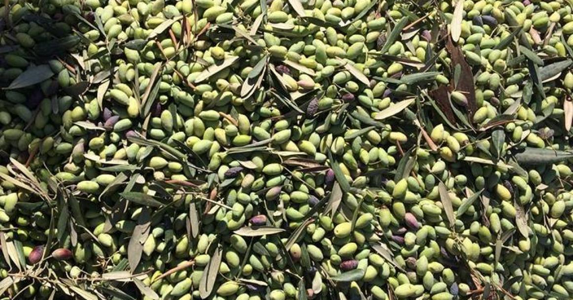 بدء موسم قطف الزيتون بغزة