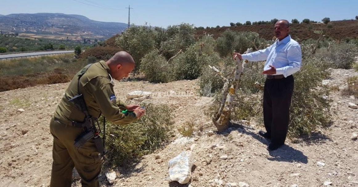 مستوطنون يعدمون عشرات أشجار الزيتون في بورين جنوب نابلس