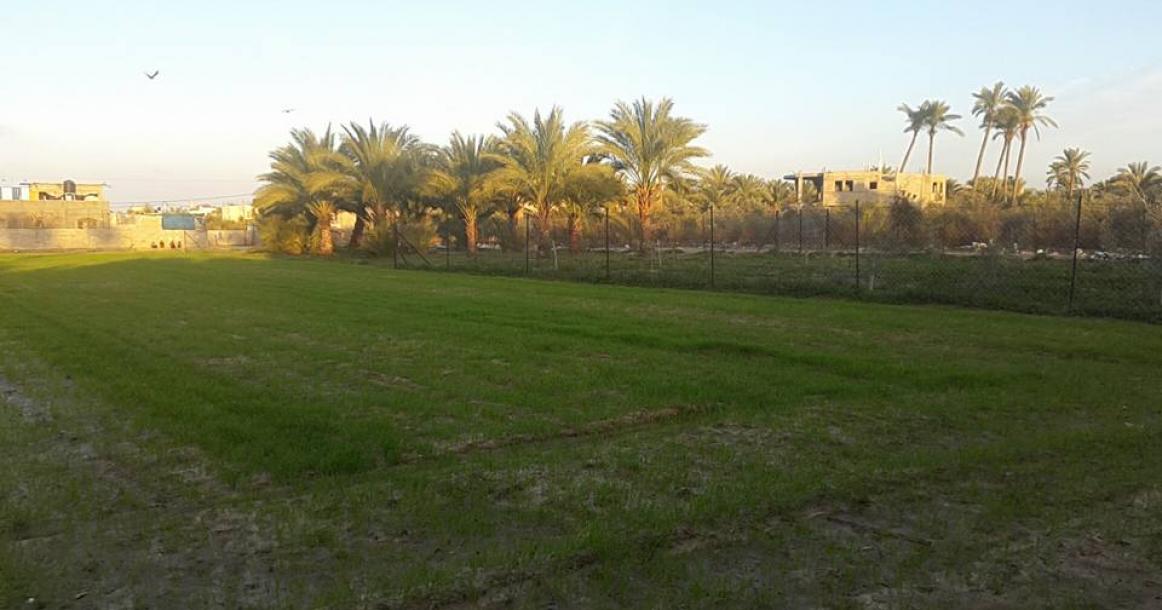دير البلح تكتسي الأخضر