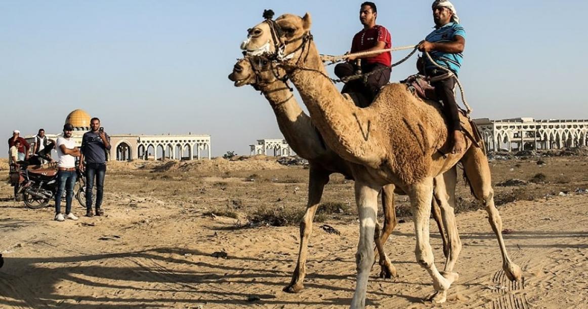 سباق الهجن على أرض مطار غزة المدمر جنوب القطاع